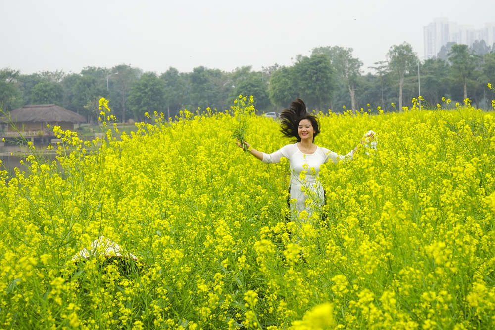 Hoa cải ở Ecopark