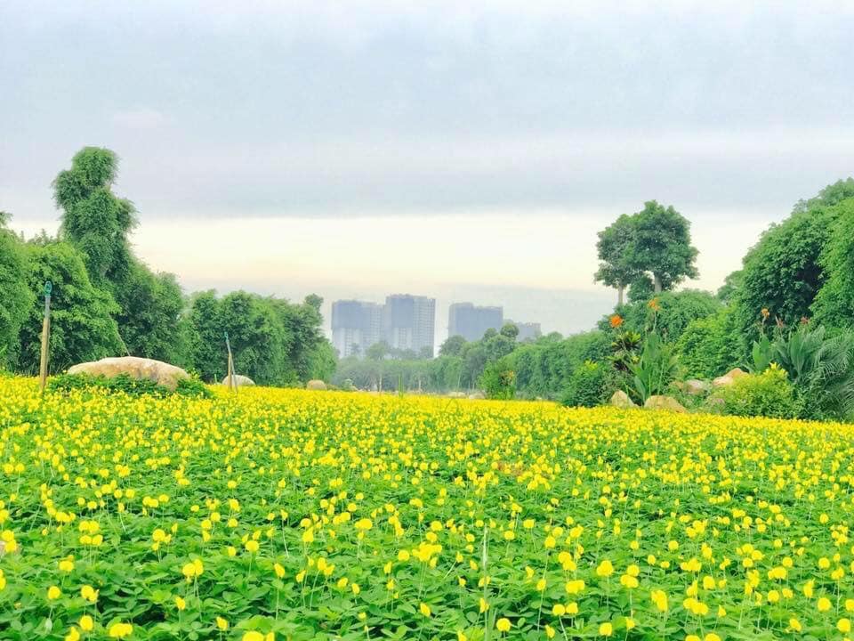 Con đường hoa vàng cỏ xanh ở Ecopark