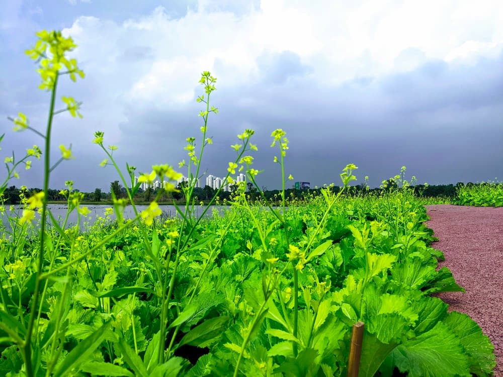 Hoa cải ở Ecopark