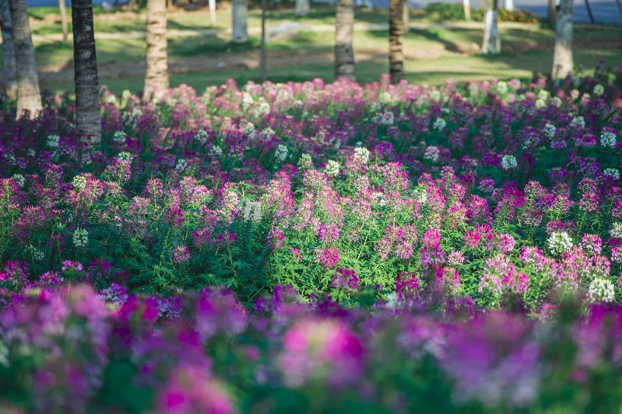 Hoa tuý điệp ở Ecopark