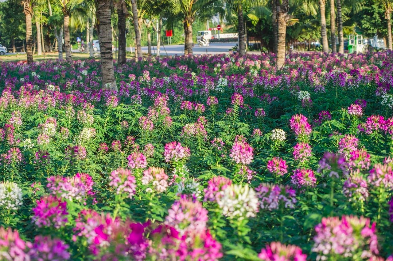 Hoa tuý điệp ở Ecopark