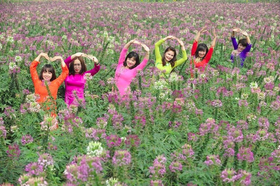 Hoa tuý điệp ở Ecopark