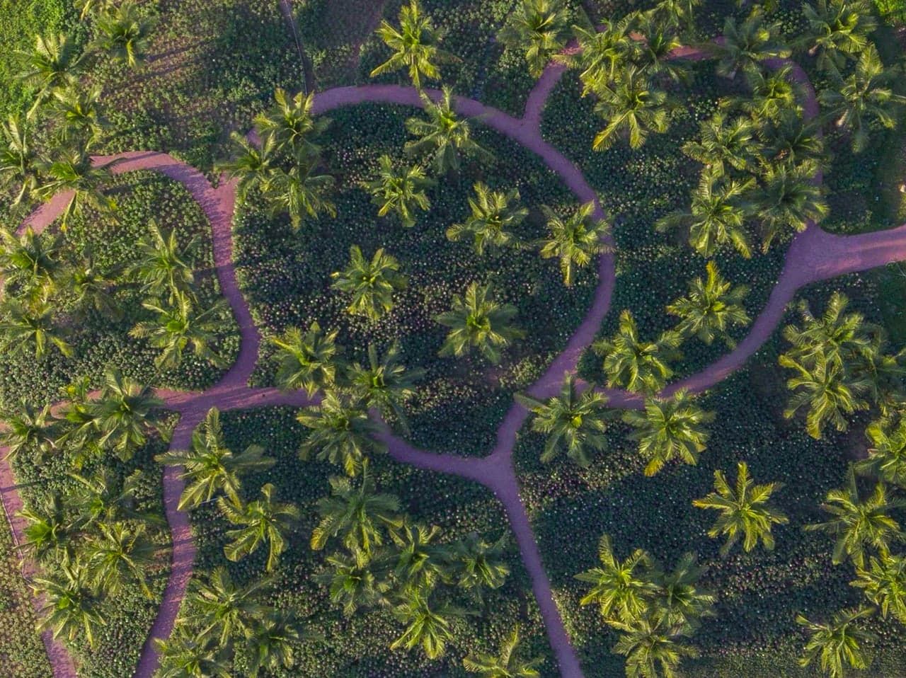 Hoa tuý điệp ở Ecopark