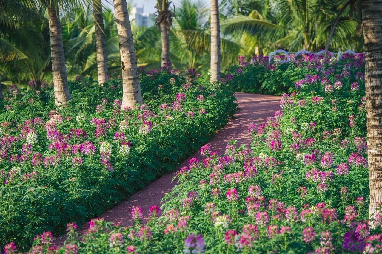 Hoa tuý điệp ở Ecopark