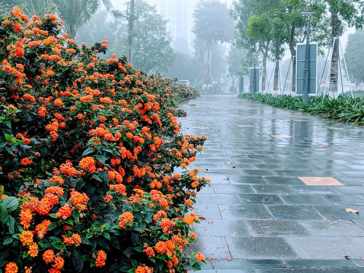 Ecopark trong sương mù
